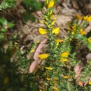 Ulex gallii Planch. subsp. galliiUlex gallii Planch. subsp. gallii