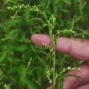 Persicaria hydropiper (L.) SpachPersicaria hydropiper (L.) Spach