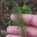 Achillea millefolium L.Achillea millefolium L.