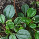 Tuberaria globulariifolia (Lam.) Willk.Tuberaria globulariifolia (Lam.) Willk.