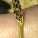 Eleocharis multicaulis (Sm.) Desv.Eleocharis multicaulis (Sm.) Desv.