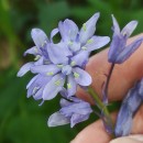 Hyacinthoides paivae S.Ortiz & Rodr.OubiñaHyacinthoides paivae S.Ortiz & Rodr.Oubiña