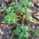 Heracleum sphondylium L. subsp. sphondyliumHeracleum sphondylium L. subsp. sphondylium