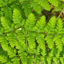 Dryopteris dilatata (Hoffm.) A. GrayDryopteris dilatata (Hoffm.) A. Gray