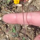 Lotus corniculatus L.Lotus corniculatus L.