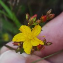 Hypericum undulatum Schousb. ex Willd.Hypericum undulatum Schousb. ex Willd.