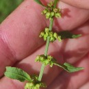 Rumex conglomeratus MurrayRumex conglomeratus Murray