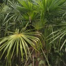 Trachycarpus fortunei (Hook.) H. Wendl.Trachycarpus fortunei (Hook.) H. Wendl.