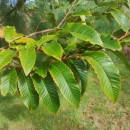 Castanea sativa Mill.Castanea sativa Mill.