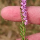 Calluna vulgaris (L.) HullCalluna vulgaris (L.) Hull