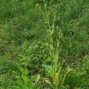 Brassica rapa L.Brassica rapa L.