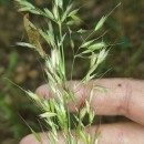 Arrhenatherum elatius (L.) Beauv. ex J. & C. PreslArrhenatherum elatius (L.) Beauv. ex J. & C. Presl