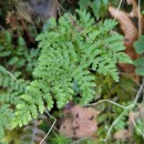 Dryopteris aemula (Aiton) KuntzeDryopteris aemula (Aiton) Kuntze