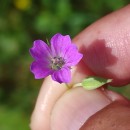 Geranium columbinum L.Geranium columbinum L.