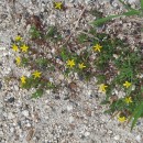 Hypericum humifusum L.Hypericum humifusum L.