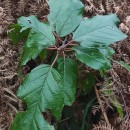 Frangula alnus Mill.Frangula alnus Mill.