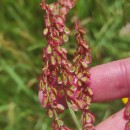 Rumex acetosa L. subsp. acetosaRumex acetosa L. subsp. acetosa