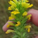 Parentucellia viscosa (L.) CaruelParentucellia viscosa (L.) Caruel