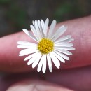 Erigeron karvinskianus DC.Erigeron karvinskianus DC.