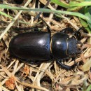 Lucanus cervus (Linnaeus, 1758)Lucanus cervus (Linnaeus, 1758)