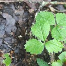 Potentilla sterilis (L.) GarckePotentilla sterilis (L.) Garcke