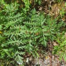 Thapsia villosa L.Thapsia villosa L.