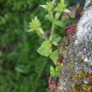 Cerastium glomeratum Thuill.Cerastium glomeratum Thuill.