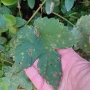 Humulus lupulus L.Humulus lupulus L.