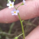 Myosotis secunda A. MurrayMyosotis secunda A. Murray
