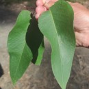 Eucalyptus obliqua L'Hér.Eucalyptus obliqua L'Hér.
