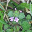 Clinopodium nepeta (L.) KuntzeClinopodium nepeta (L.) Kuntze