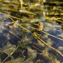 Potamogeton perfoliatus L.Potamogeton perfoliatus L.