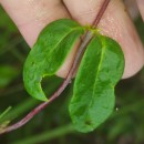 Lonicera periclymenum L. subsp. periclymenumLonicera periclymenum L. subsp. periclymenum