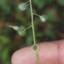 Circaea lutetiana L.Circaea lutetiana L.