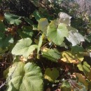 Vitis labrusca L.Vitis labrusca L.
