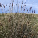 Juncus acutus L. subsp. leopoldi (Parl.) SnogerupJuncus acutus L. subsp. leopoldi (Parl.) Snogerup