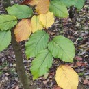 Fagus sylvatica L.Fagus sylvatica L.