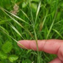Bromus diandrus RothBromus diandrus Roth