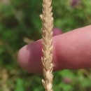 Cynosurus cristatus L.Cynosurus cristatus L.