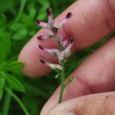 Fumaria muralis Sond. ex W.D.J. KochFumaria muralis Sond. ex W.D.J. Koch