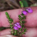 Erica cinerea L.Erica cinerea L.