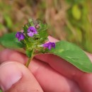 Prunella vulgaris L.Prunella vulgaris L.