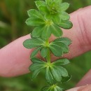 Galium mollugo L.Galium mollugo L.