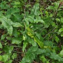 Arum italicum Mill.Arum italicum Mill.