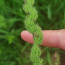 Dactylis glomerata LDactylis glomerata L
