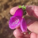 Digitalis purpurea L.Digitalis purpurea L.