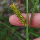 Carex laevigata Sm.Carex laevigata Sm.