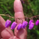 Daboecia cantabrica (Huds.) C. KochDaboecia cantabrica (Huds.) C. Koch