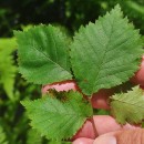 Ulmus glabra Huds.Ulmus glabra Huds.