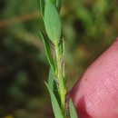 Genista berberidea LangeGenista berberidea Lange